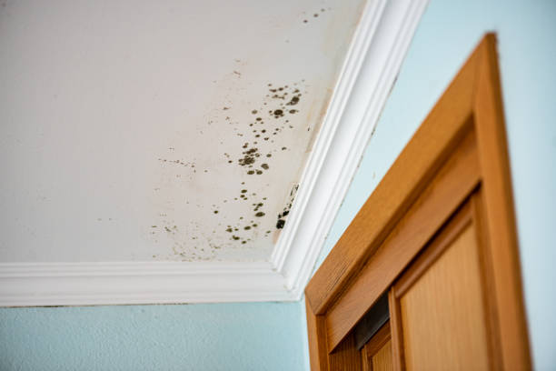 Best Mold Odor Removal Services  in La Verne, CA